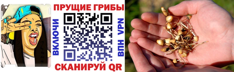 Галлюциногенные грибы Psilocybine cubensis  Купить закладки  Ковылкино 